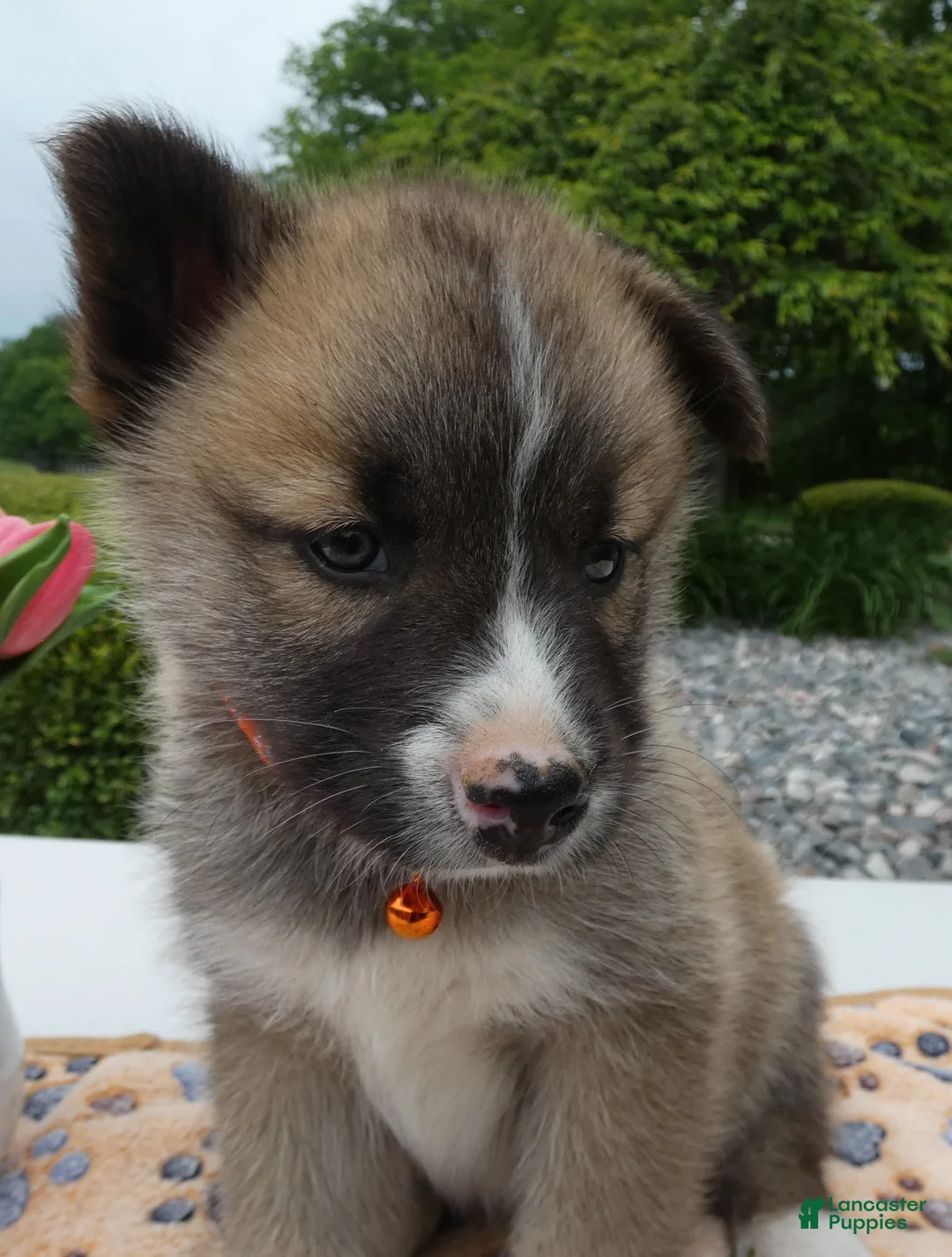Welsh Corgi Pembroke dogs for sale: Puppy 4 Teddy - Ad 1