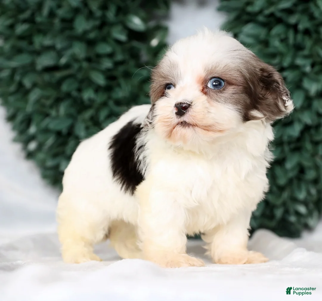 Havapoo dogs for sale: Lindsey - Ad 6