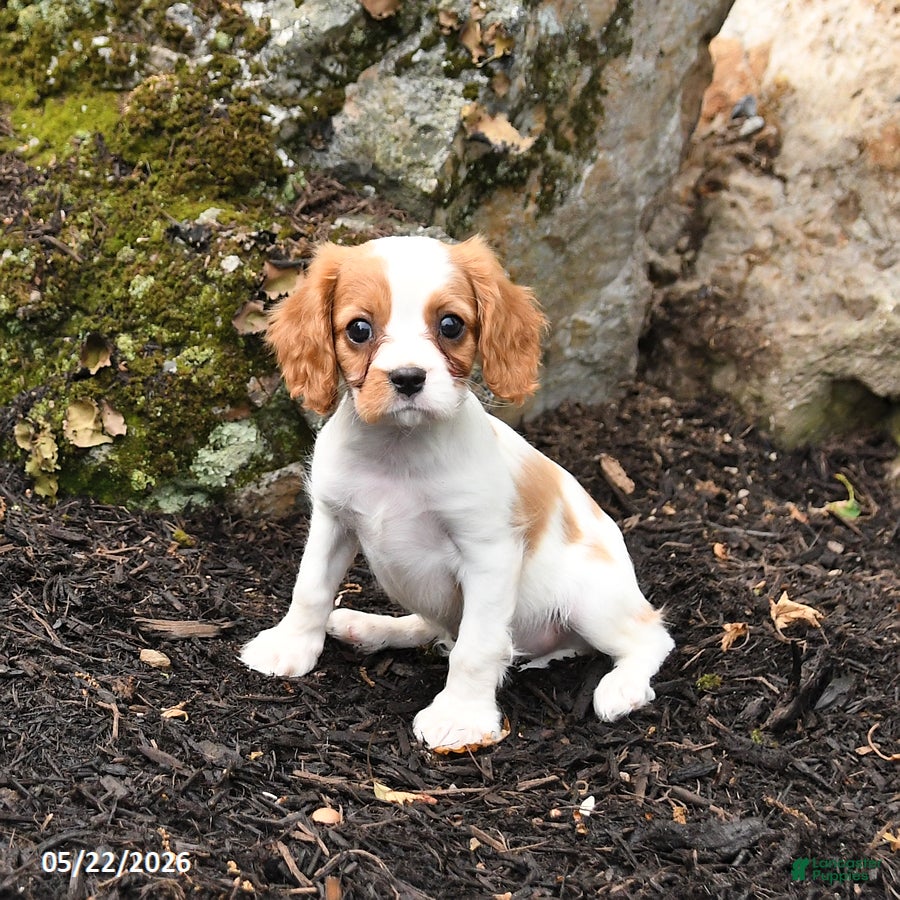 Cavalier King Charles Spaniel dogs for sale: Dasher - Ad 2