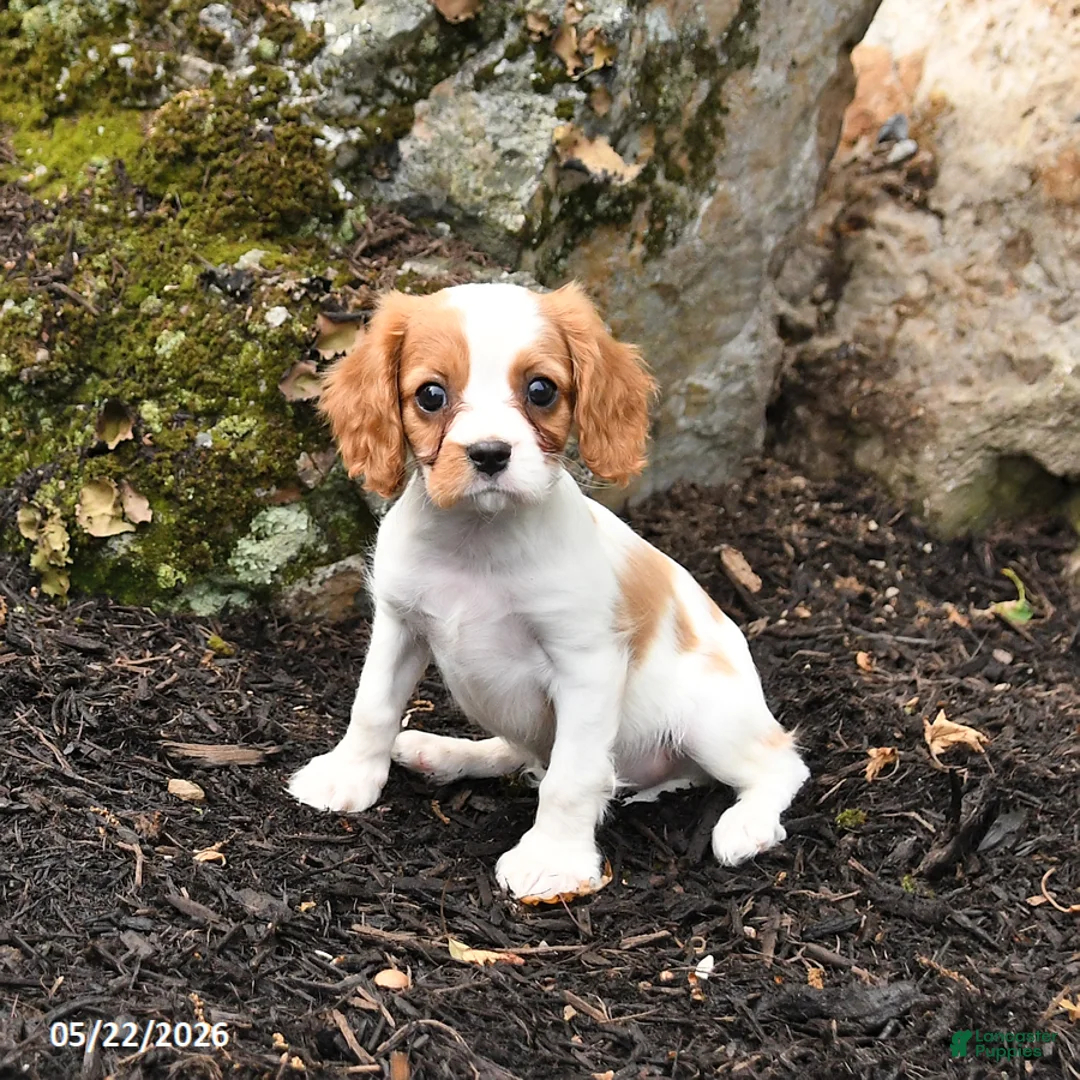Cavalier King Charles Spaniel dogs for sale: Dasher - Ad 1