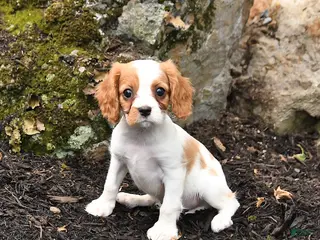 Cavalier King Charles Spaniel dogs for sale: Dasher - Ad 2