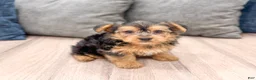 Yorkshire Terrier dogs for sale: Mickey - Ad 3