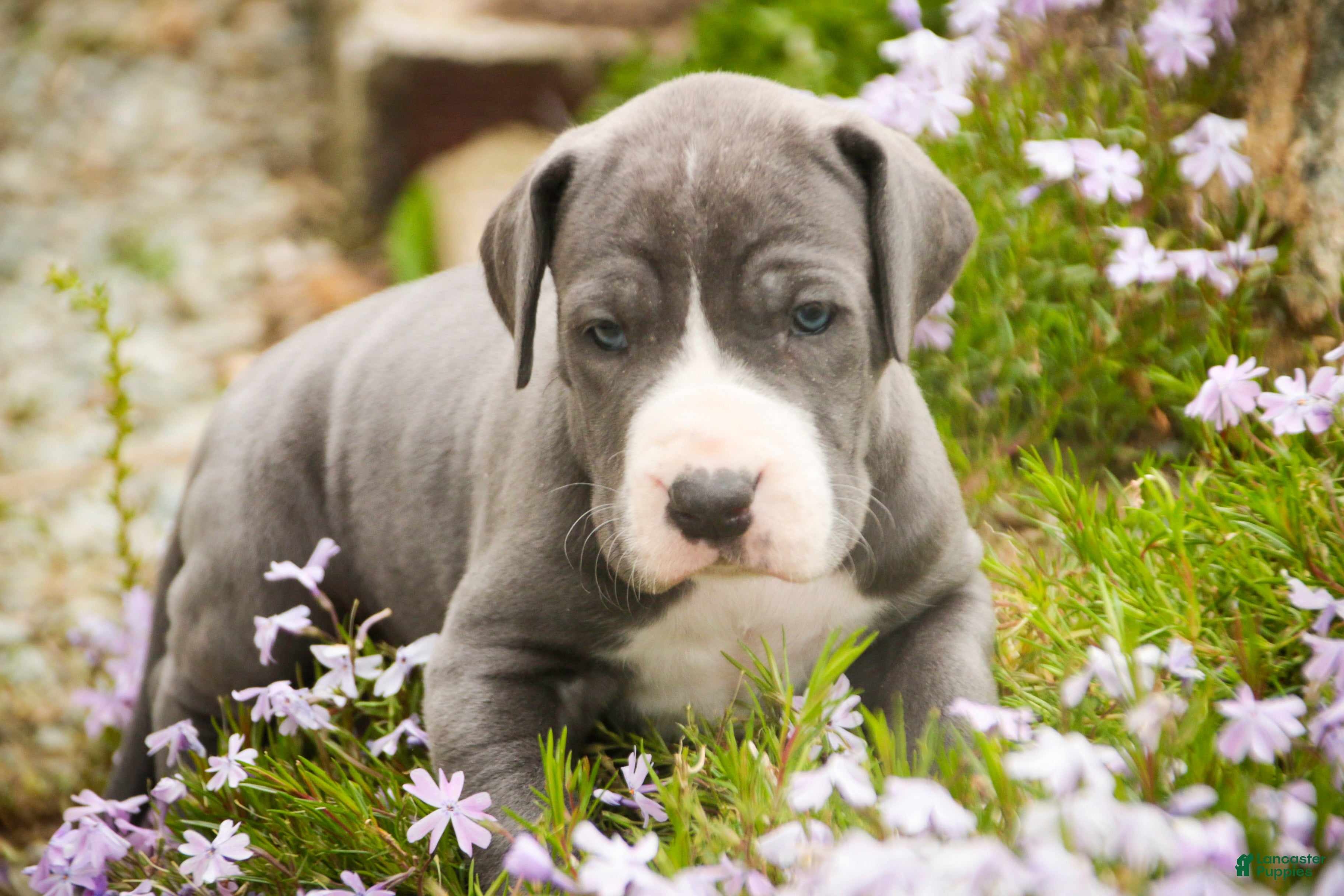 Great Dane dogs Hope - Ad 2