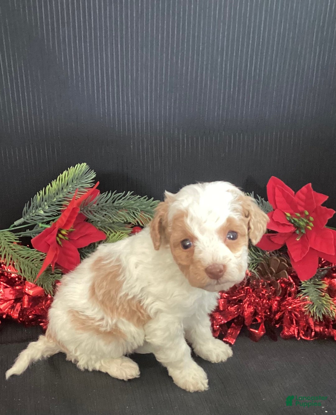 Mini Goldendoodle dogs for sale: Wiggles - Ad 7