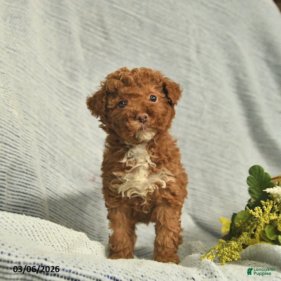 Miniature Poodle dogs Tanner  - Ad 1
