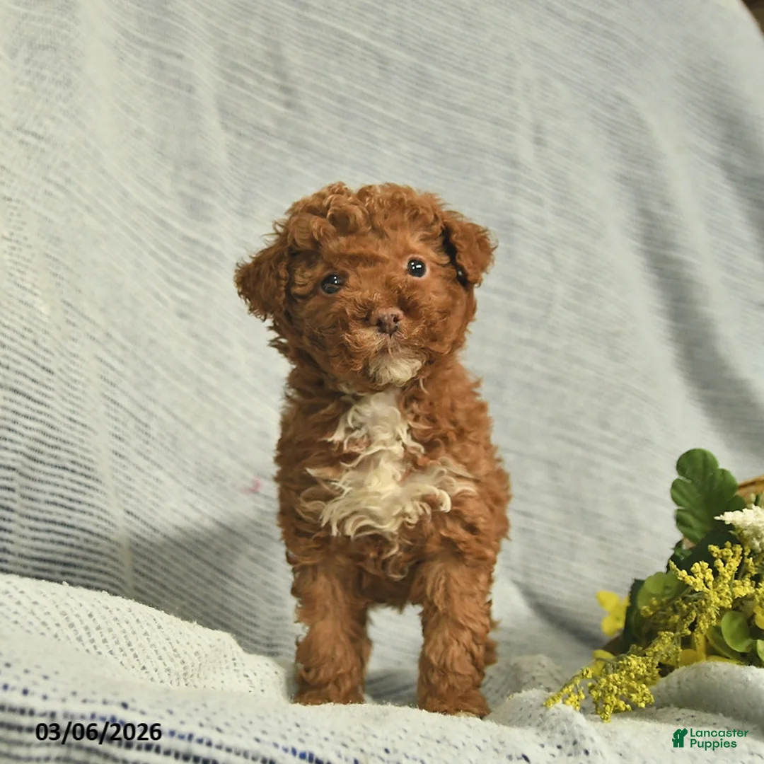 Miniature Poodle dogs for sale: Tanner  - Ad 1