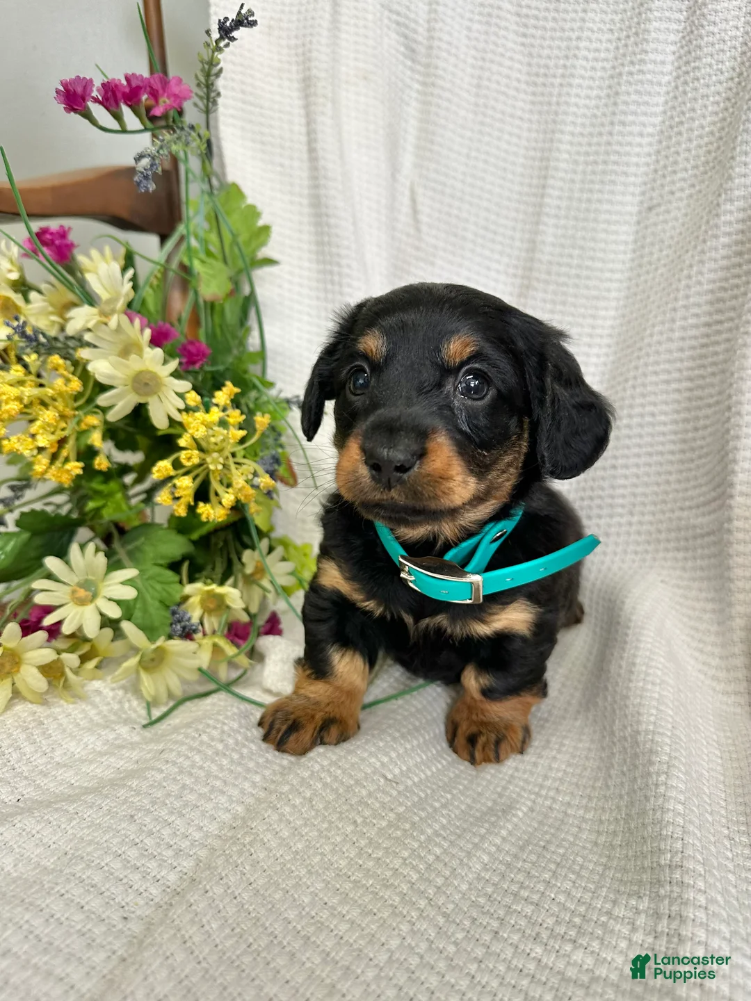 Miniature Dachshund dogs for sale: Abby - Ad 2