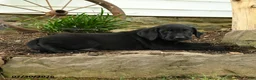 Labrador Retriever dogs for sale: Bronco - Ad 4