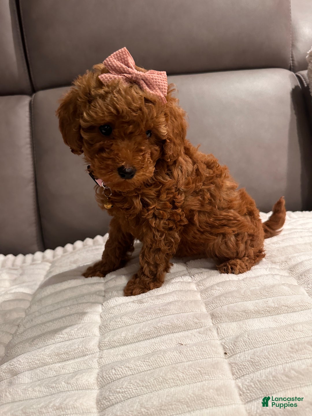 Toy Poodle dogs for sale: Ginger- AKC GENETIC TESTED - Ad 7