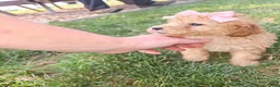 Toy Poodle dogs for sale: Goldie - Potty and Crate Trained - Ad 4
