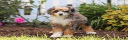 Mini Bernedoodle dogs for sale: Ember - Ad 1