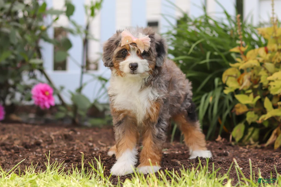 Mini Bernedoodle dogs for sale: Ember - Ad 1
