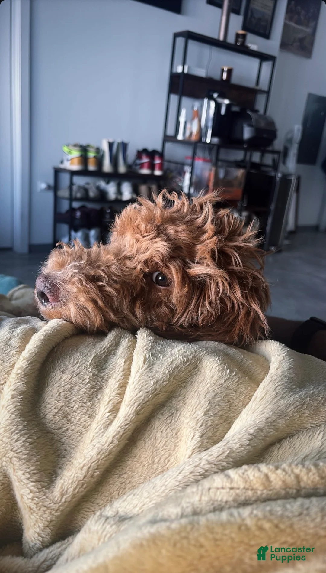 Labradoodle dogs for sale: Kingston - Ad 6