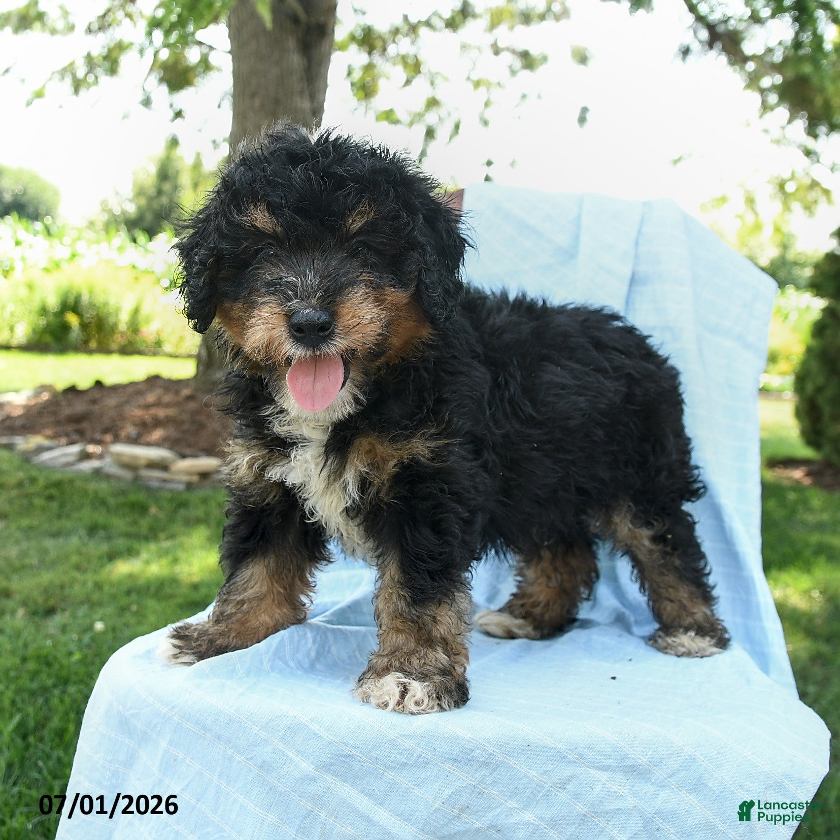 Mini Bernedoodle dogs Rod  - Ad 2