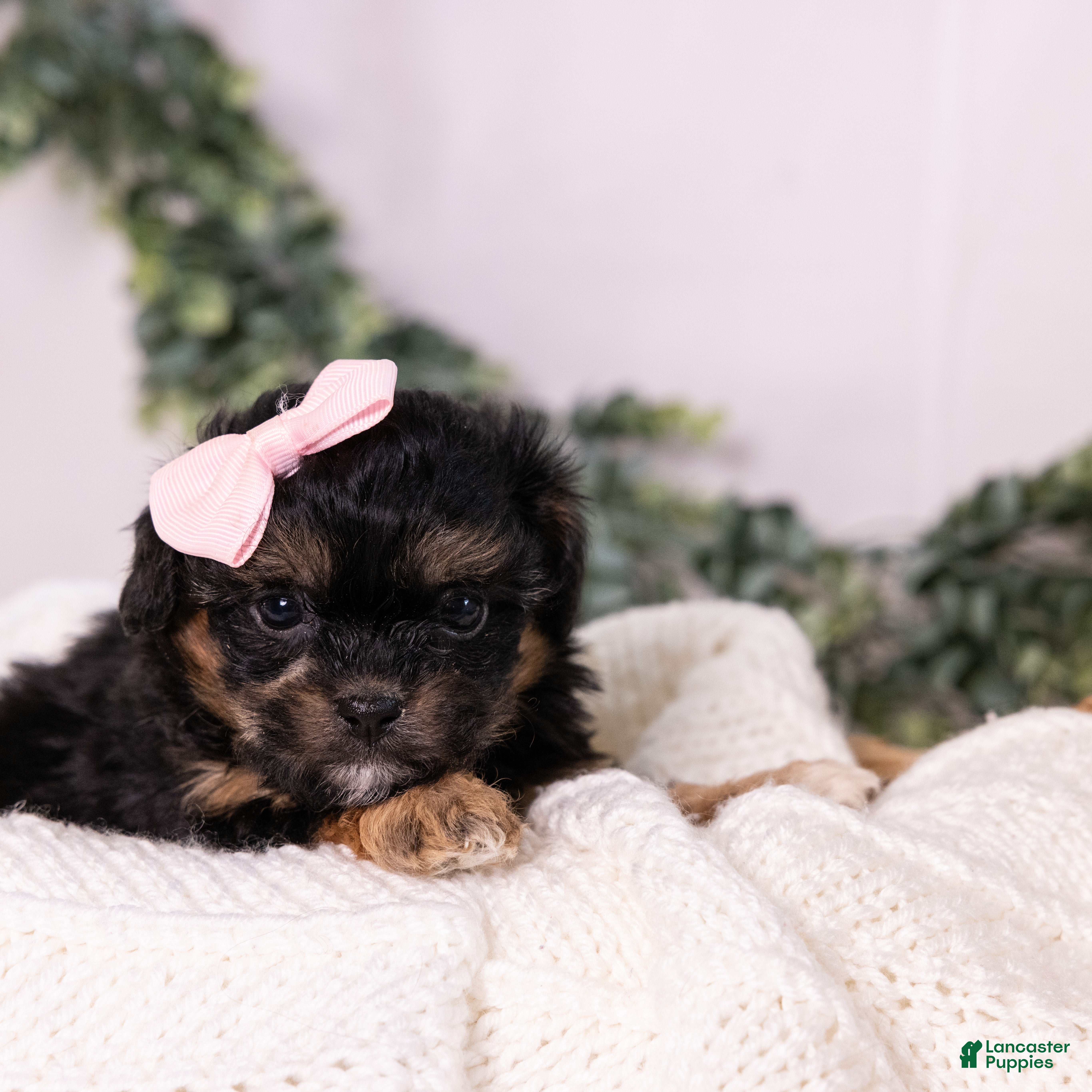 Teddy Bear dogs for sale: Ellen - Ad 1