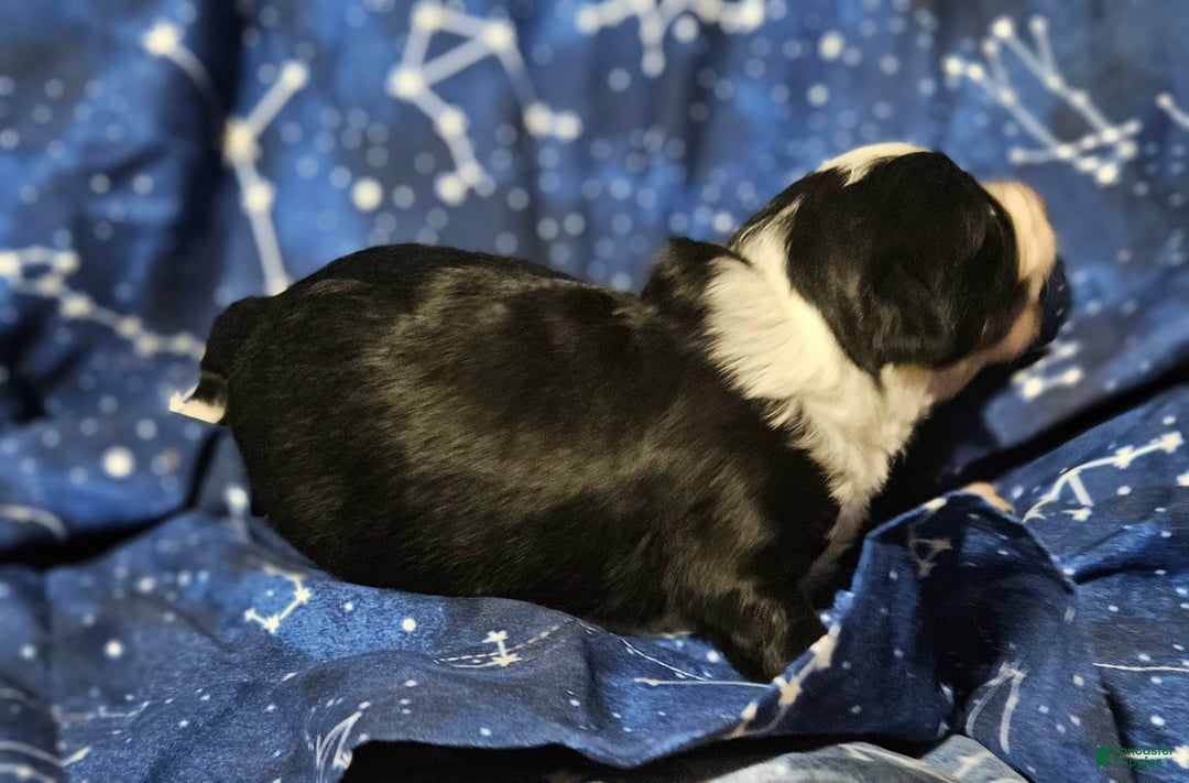 Chihuahua dogs for sale: Kumba - Ad 8