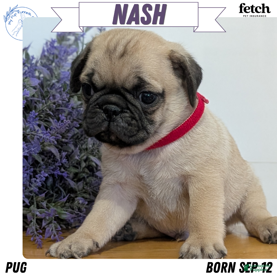 Pug dogs for sale: Nash - Ad 1