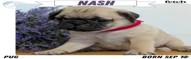 Nash
