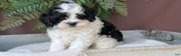Cockapoo dogs for sale: Hunter - Ad 6