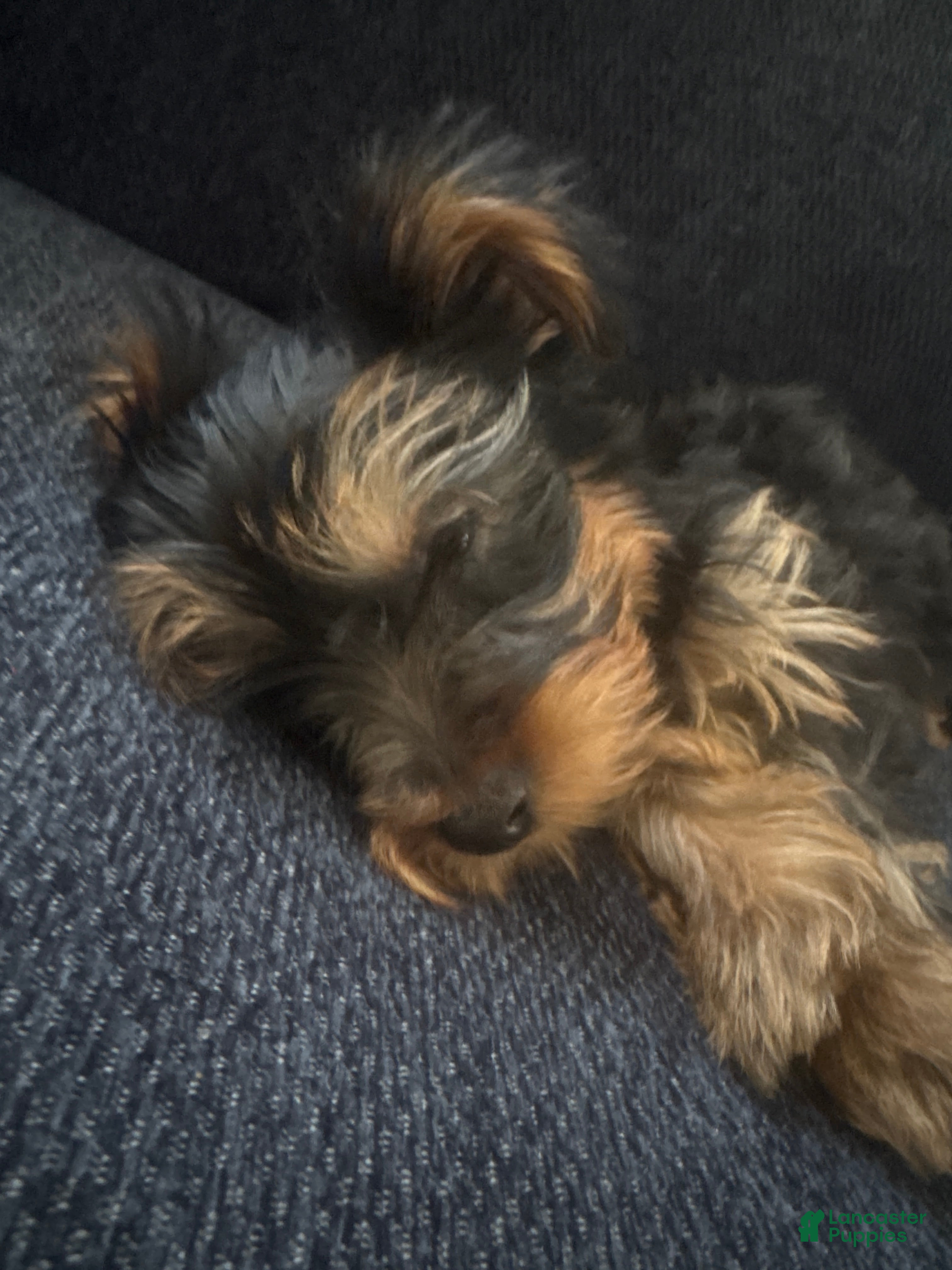 Yorkshire Terrier dogs Yorkshire Terrier Puppy 1 - Ad 17