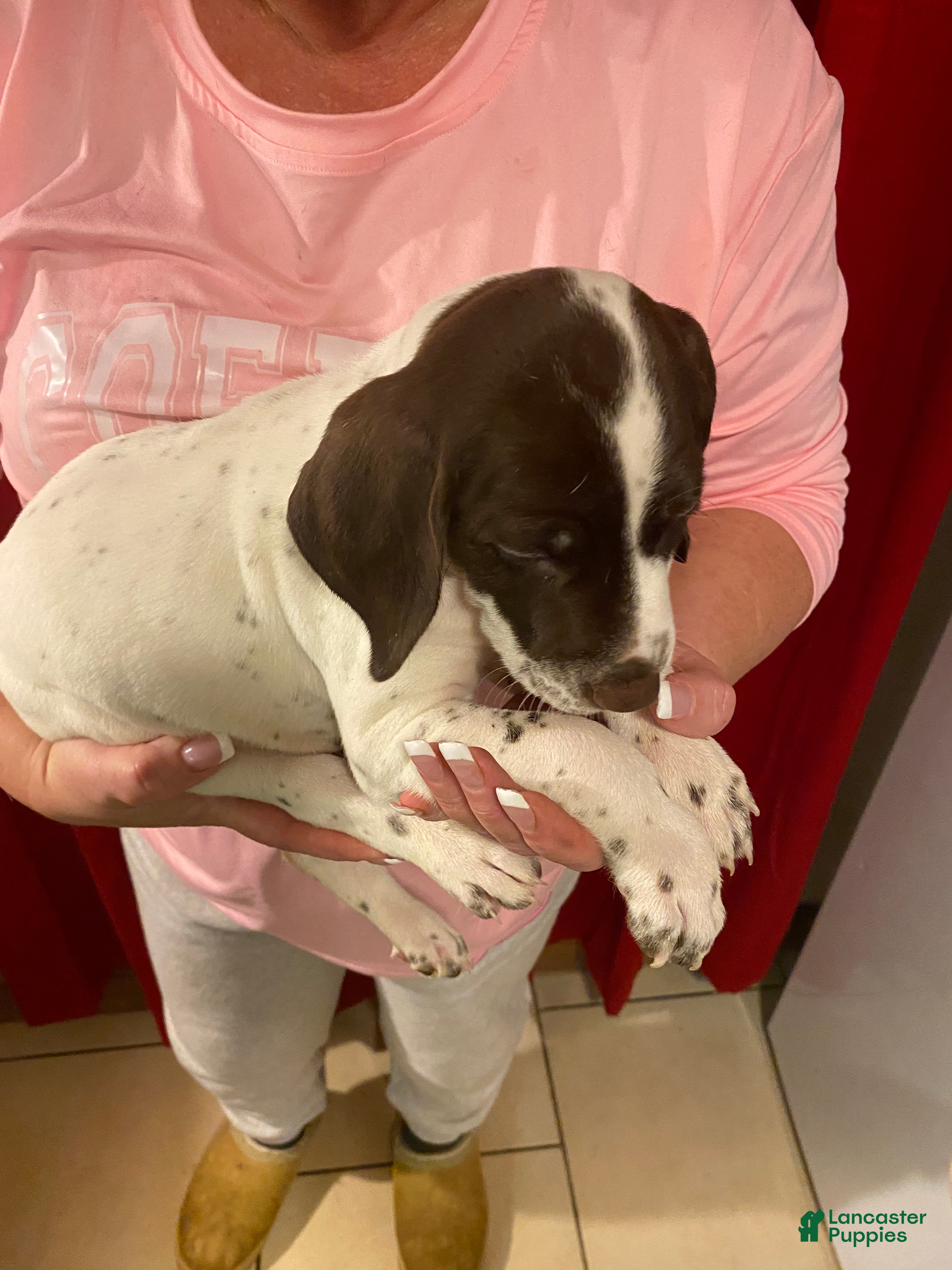 German Shorthaired Pointer dogs German Shorthaired Pointer Star - Ad 21