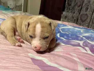 American Bully dogs Snow - Ad 41