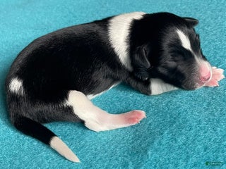 Mixed Breed dogs Spot. - Ad 13