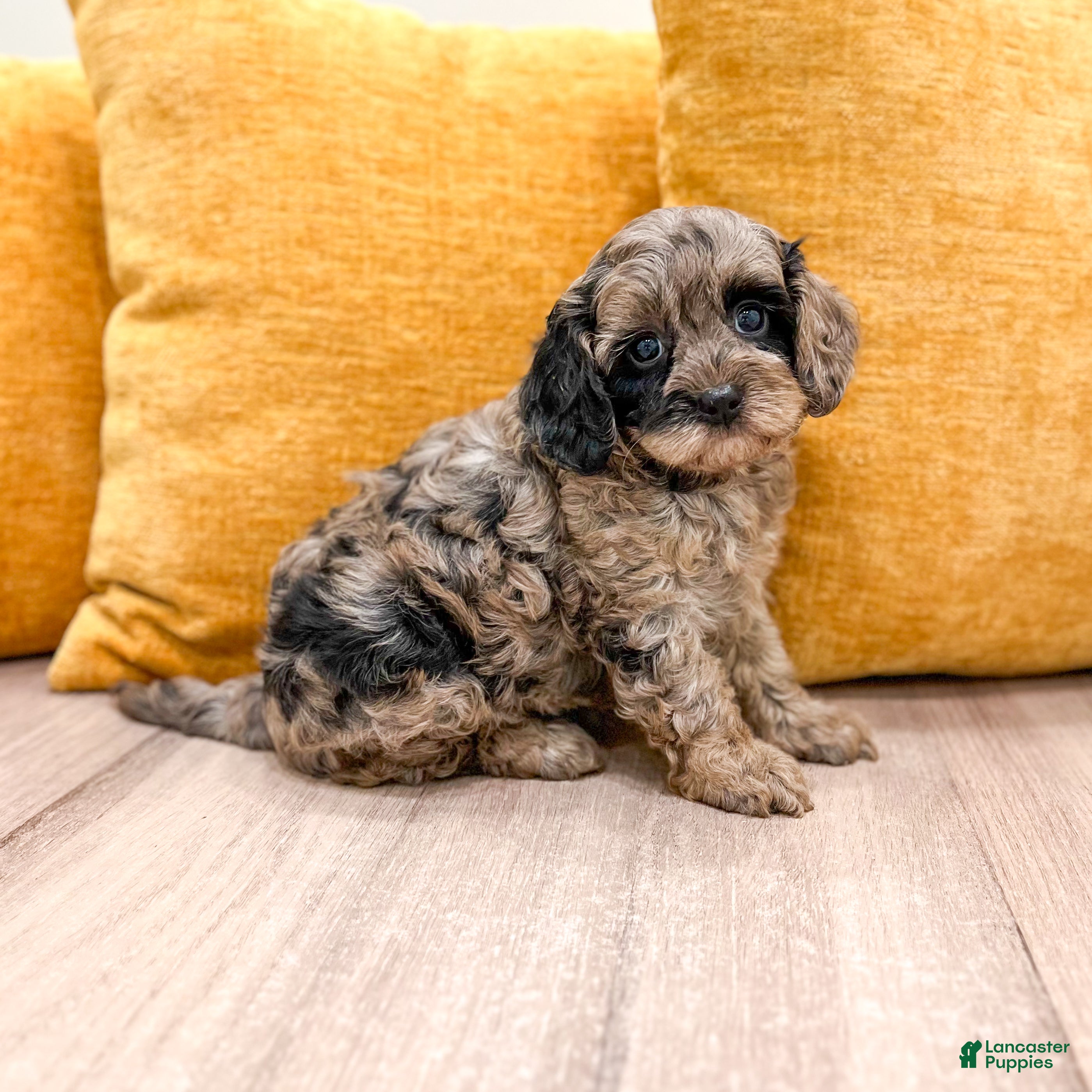 Cavapoo dogs Izzy  - Ad 2