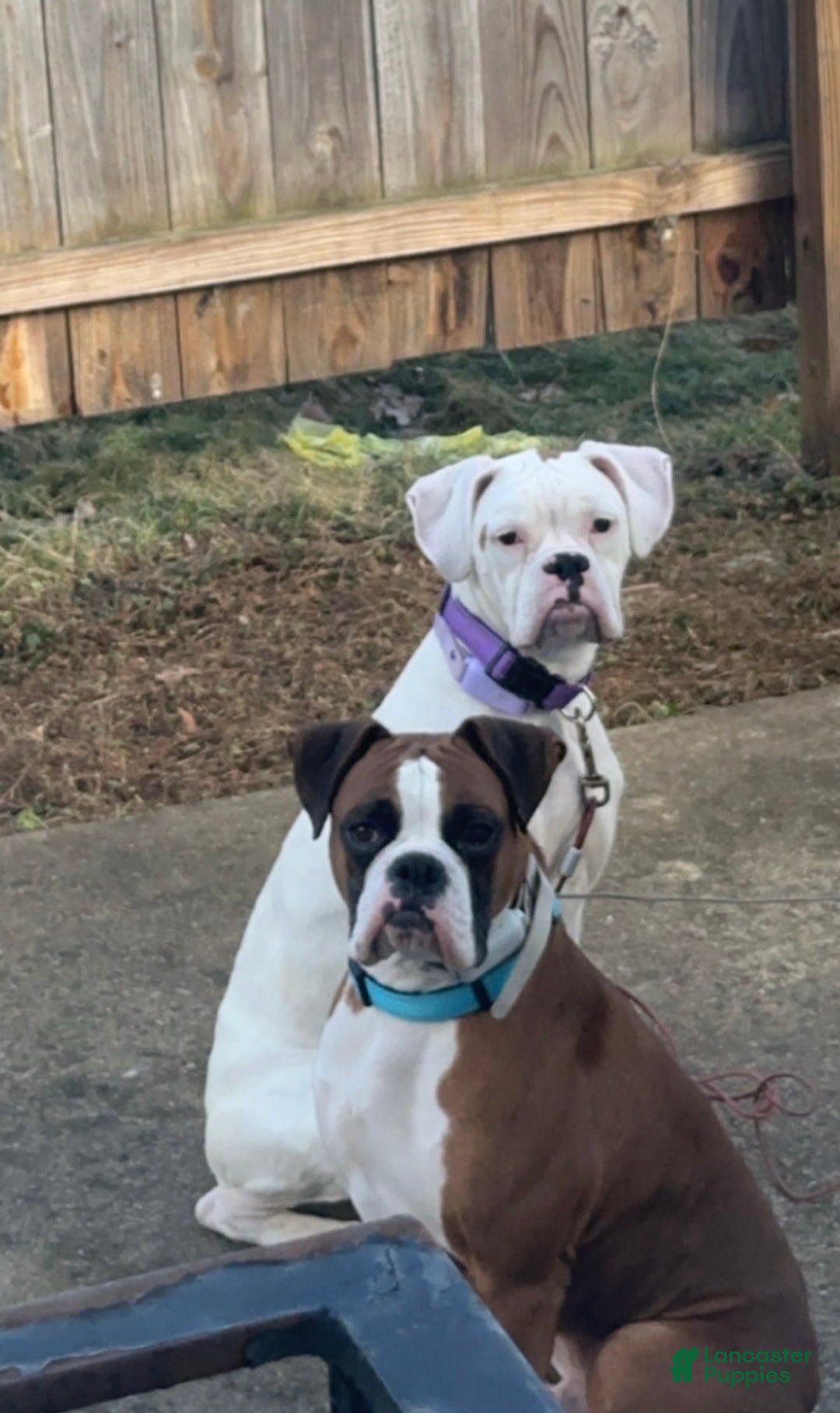 Boxer dogs for sale: Loki - Ad 5