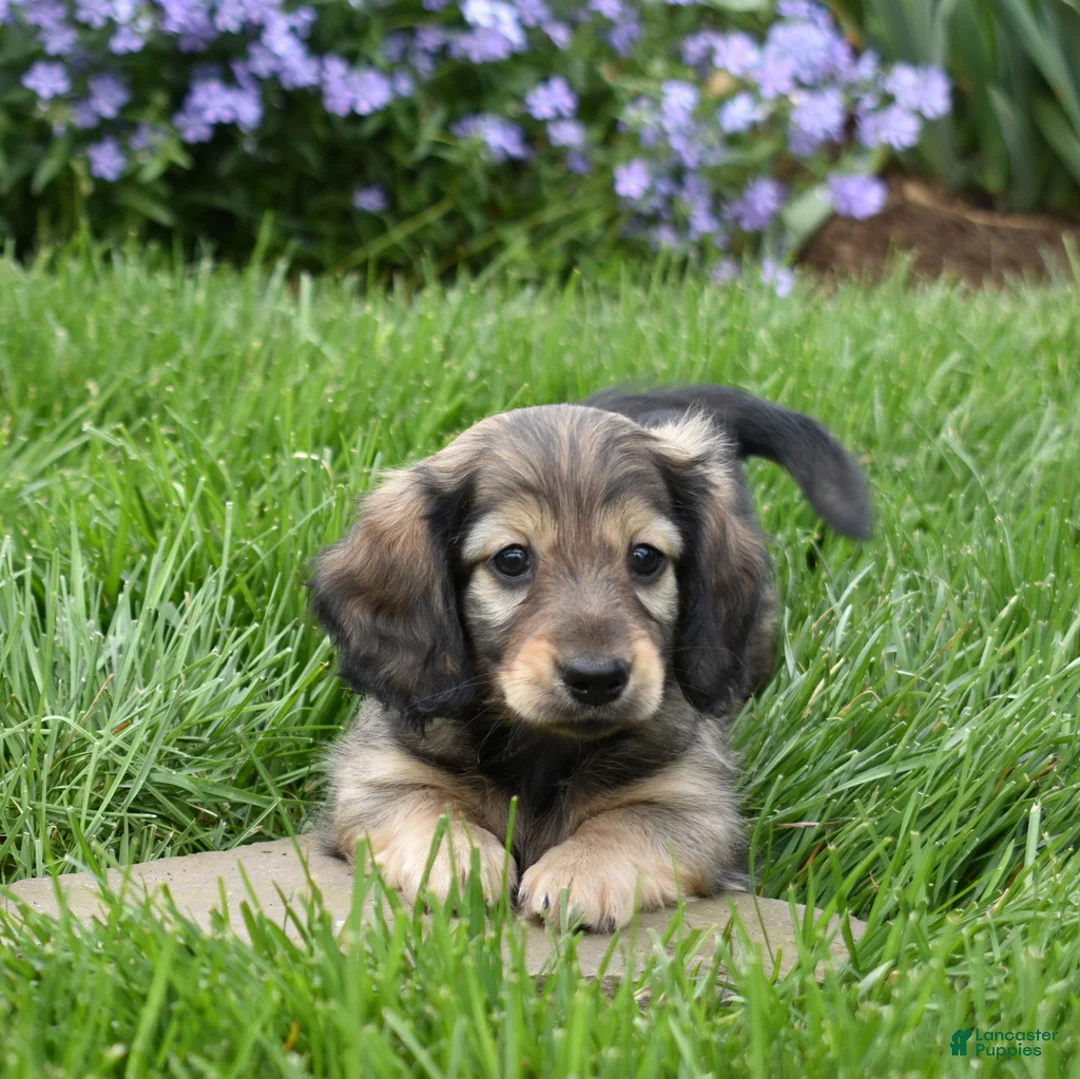 Miniature Dachshund dogs for sale: Miniature Dachshund Puppy 1 - Ad 1