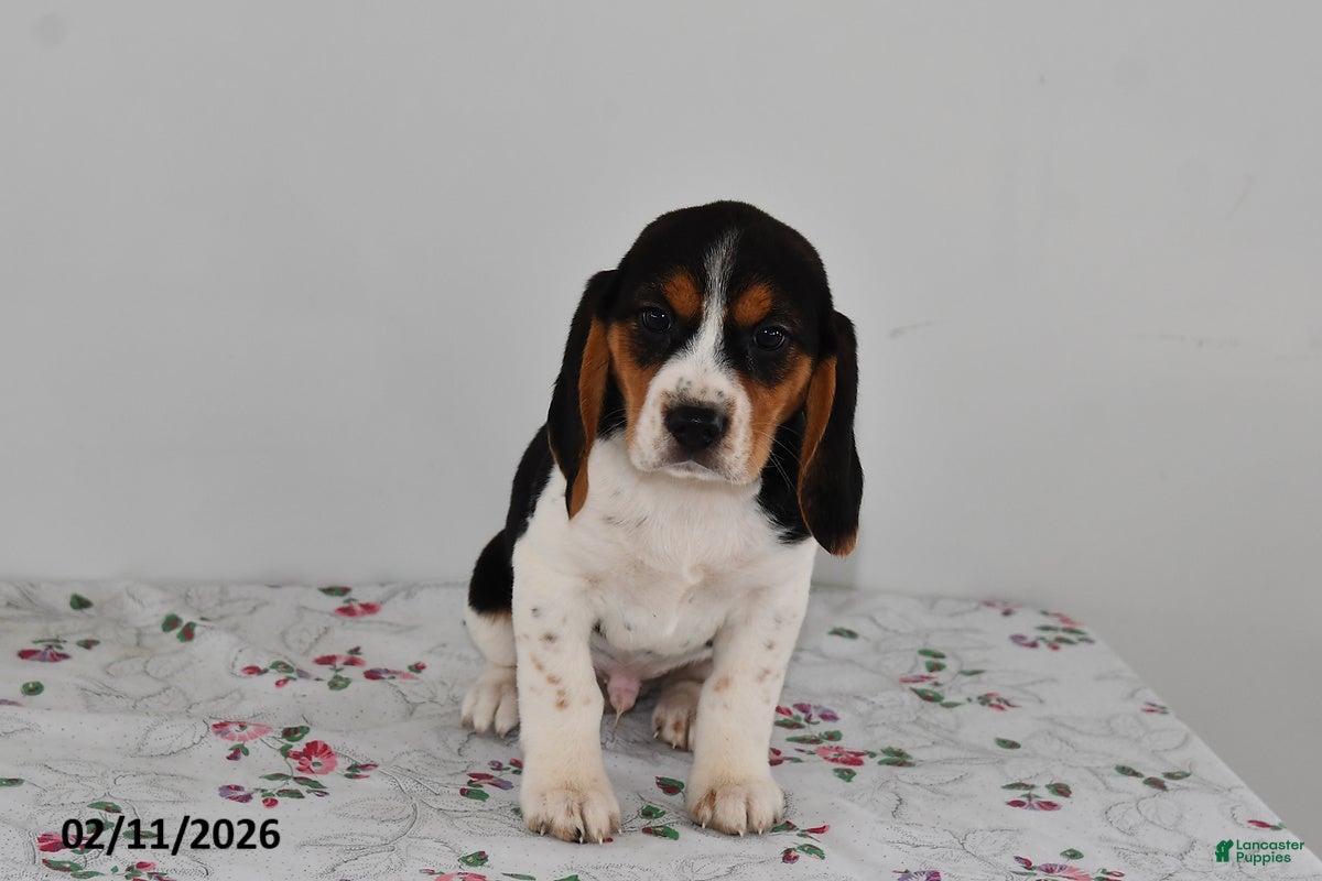 Beagle dogs Buster - Ad 2