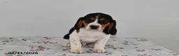 Beagle dogs for sale: Buster - Ad 2