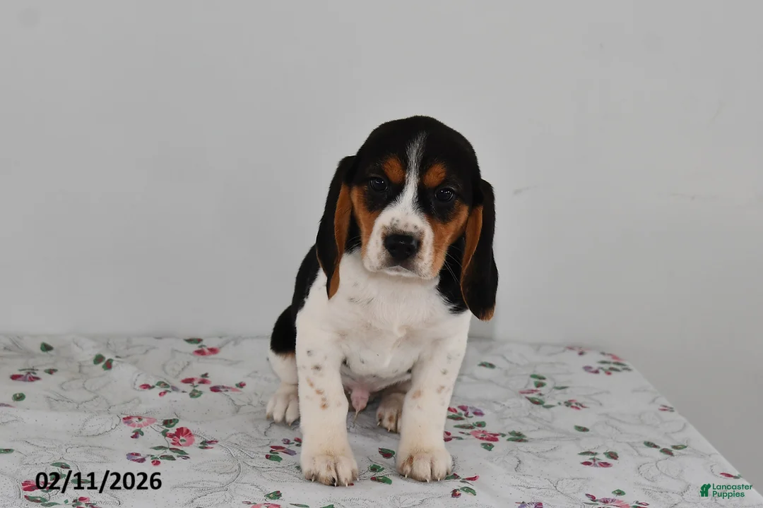 Beagle dogs for sale: Buster - Ad 2