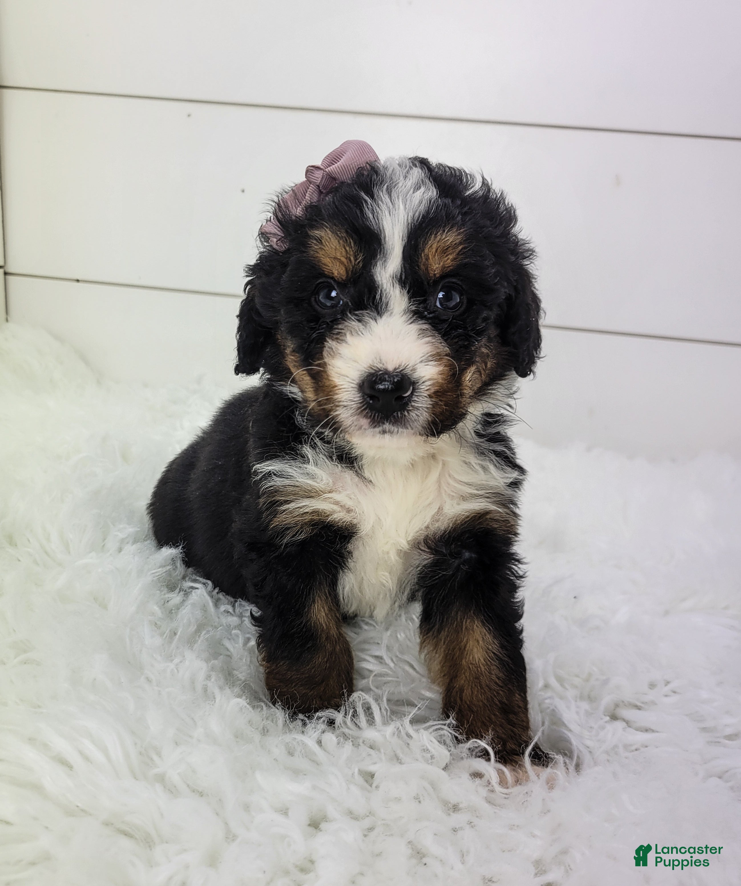 Bernedoodle dogs Bella - Ad 1