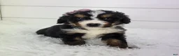 Bernedoodle dogs for sale: Bella - Ad 1
