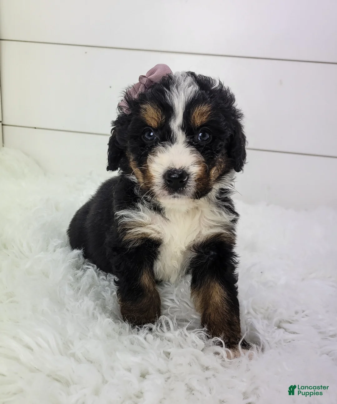 Bernedoodle dogs for sale: Bella - Ad 1