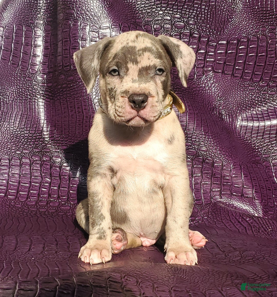 American Bully dogs for sale: American Bully Puppy 1 - Ad 8