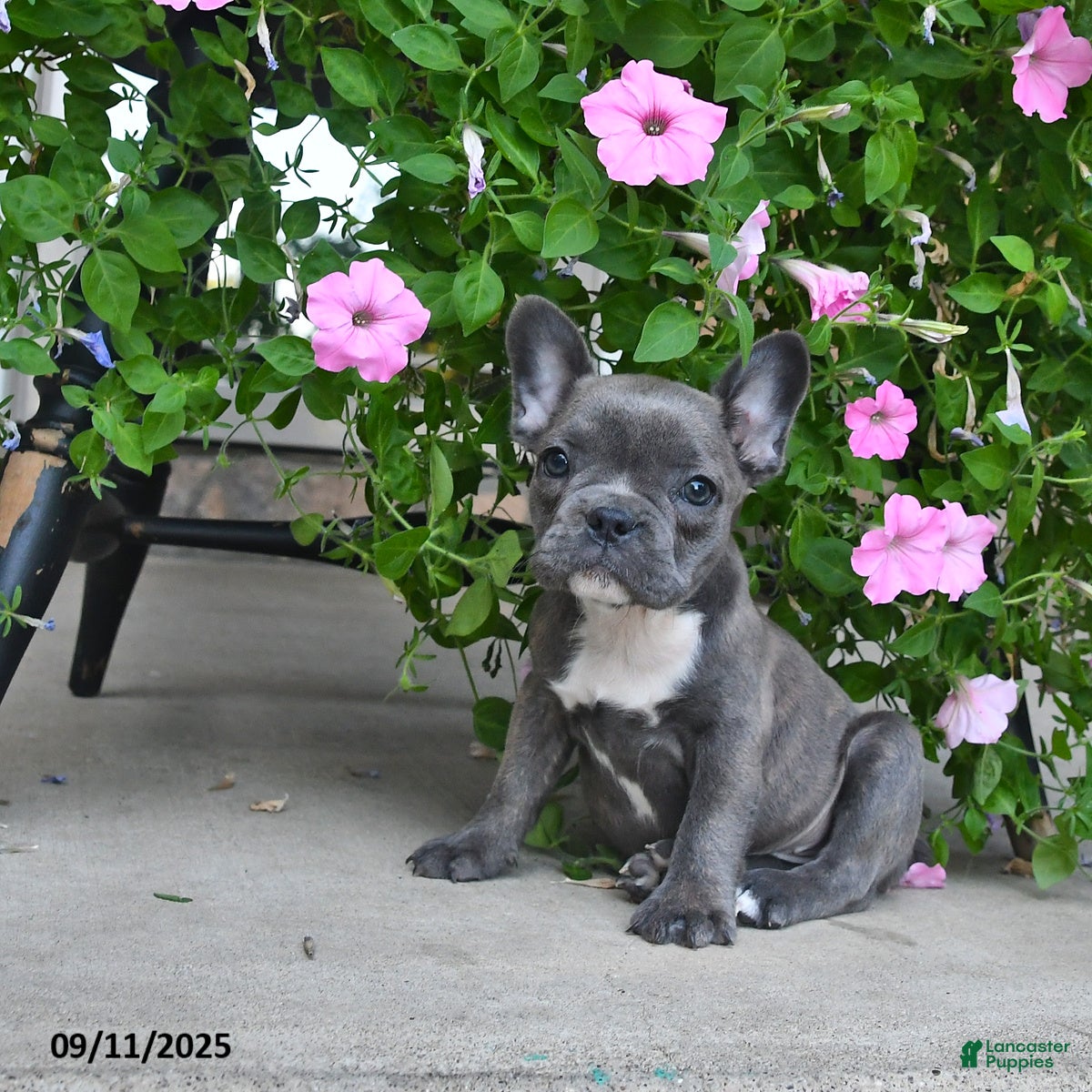 French Bulldog dogs Foxy - Ad 2
