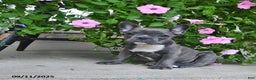 French Bulldog dogs for sale: Foxy - Ad 2