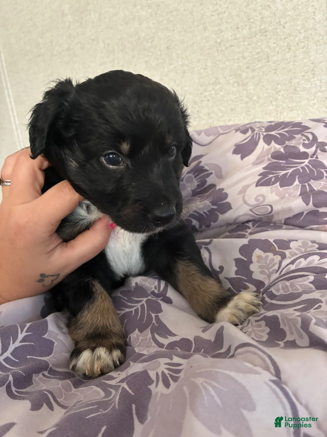 Shetland Sheepdog dogs for sale: Bear  - Ad 1