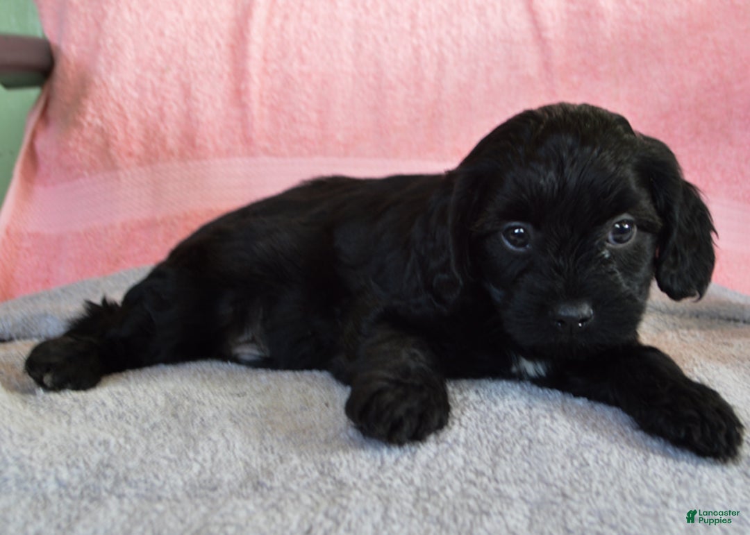 Yorkiepoo dogs for sale: David  - Ad 3