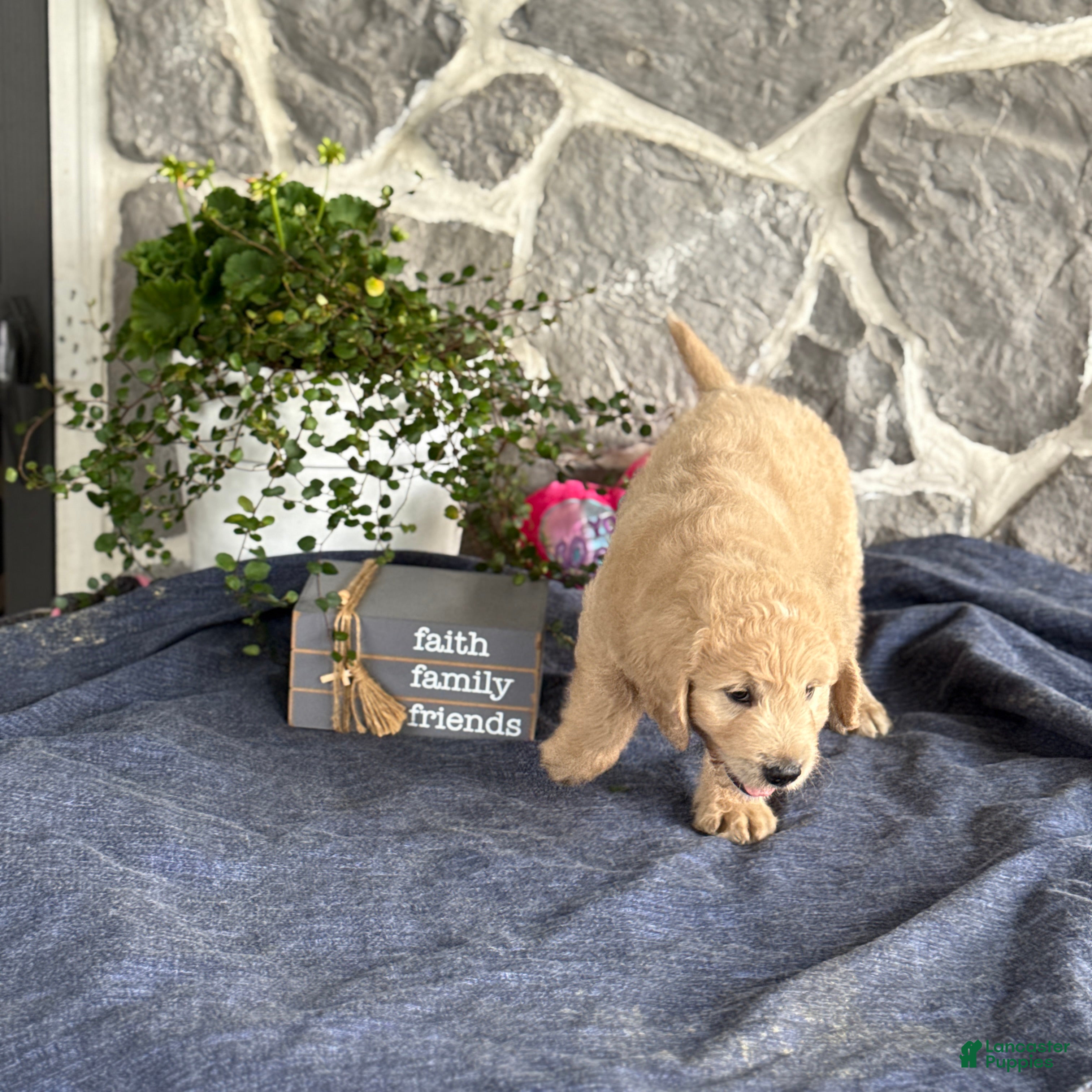 Goldendoodle dogs Nelson - Ad 2