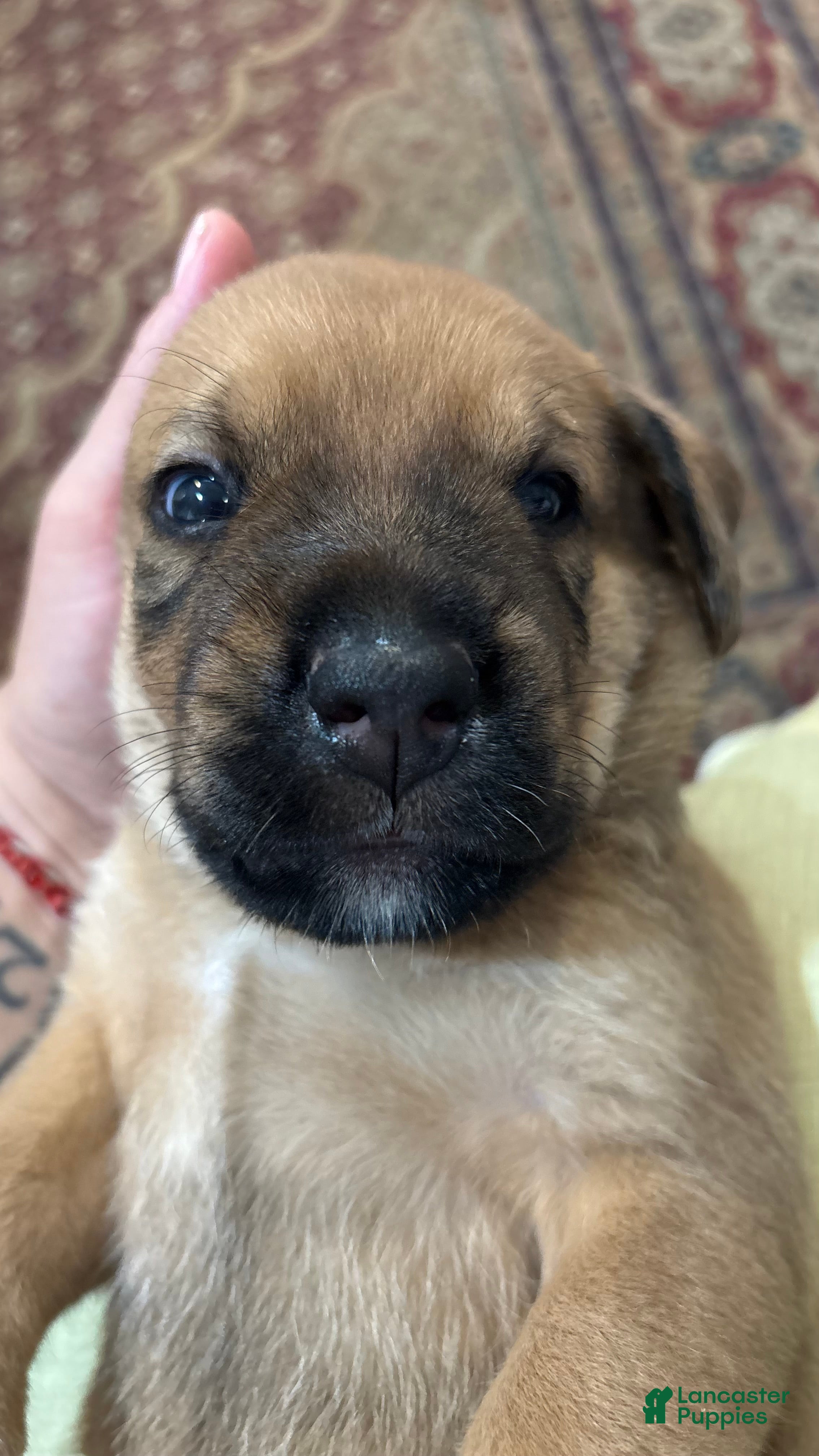 Mixed Breed dogs Hulk - Ad 2