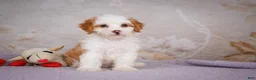 Mini Bernedoodle dogs for sale: Betty - Ad 6