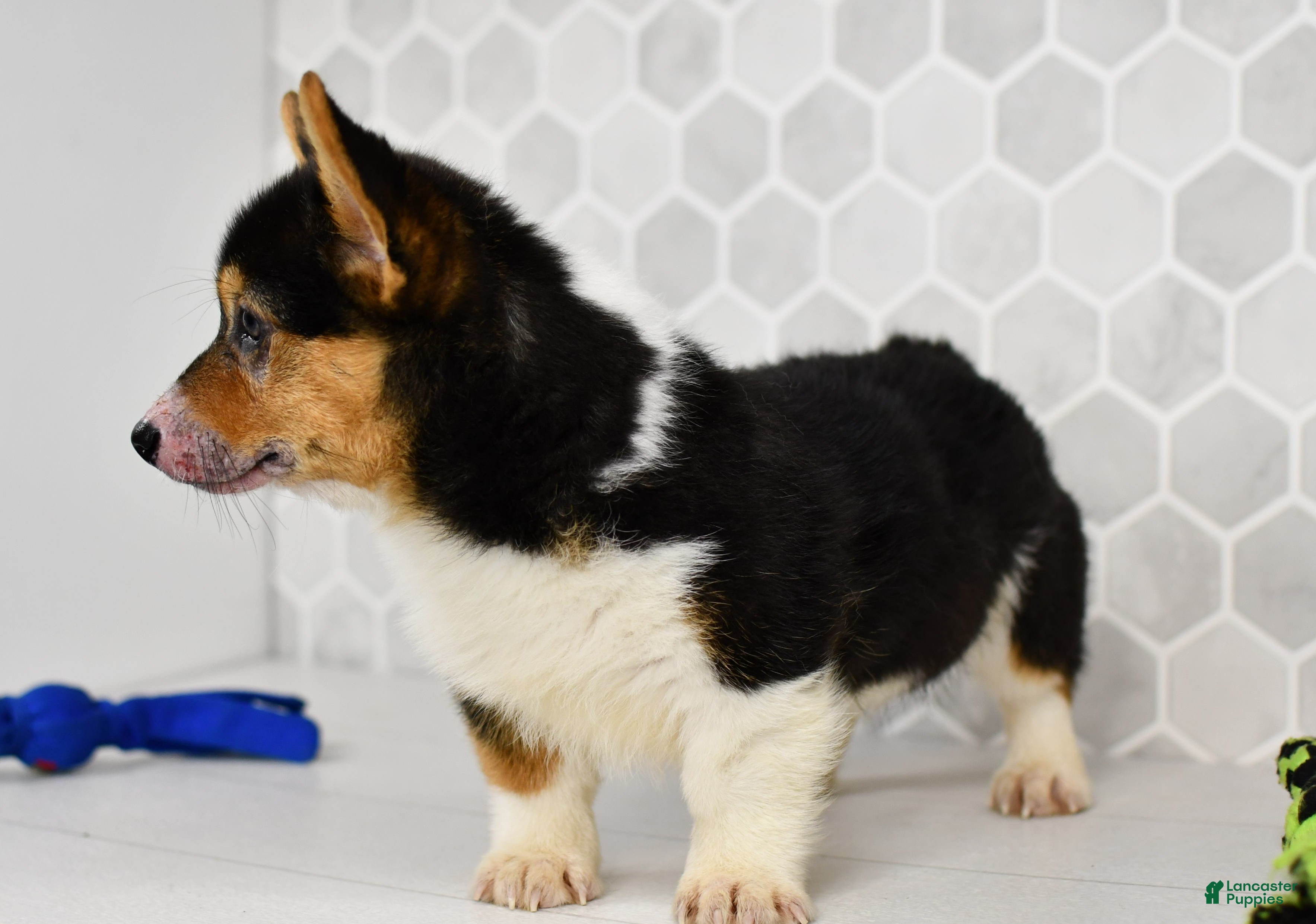 Welsh Corgi Pembroke dogs Guss  - Ad 2