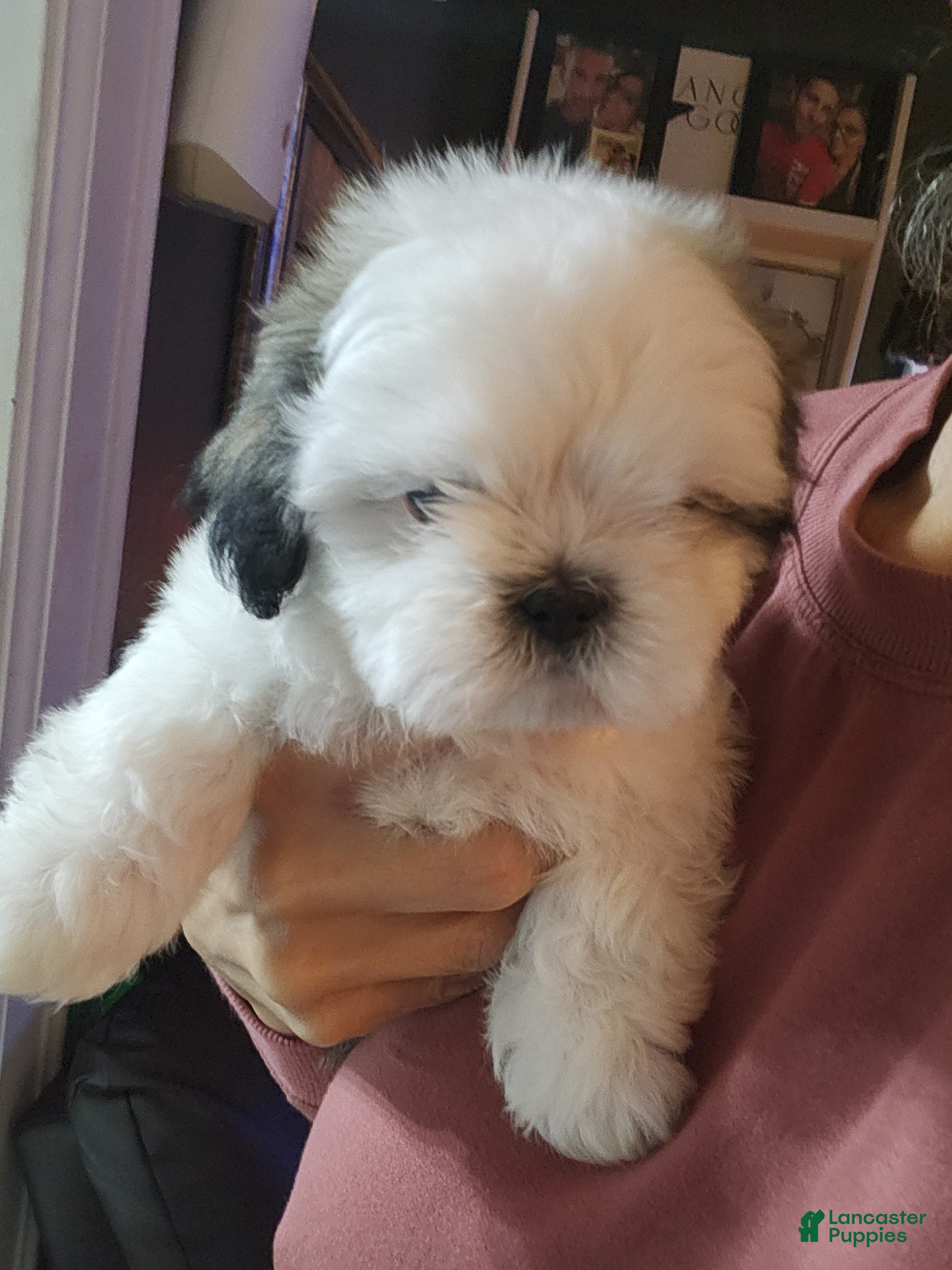 Shih Tzu dogs Shih Tzu Puppy 1 - Ad 8