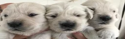 Golden Retriever dogs for sale: Golden Retriever 3 - Ad 5