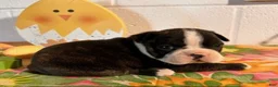 Boston Terrier dogs for sale: Bubbles - Ad 5