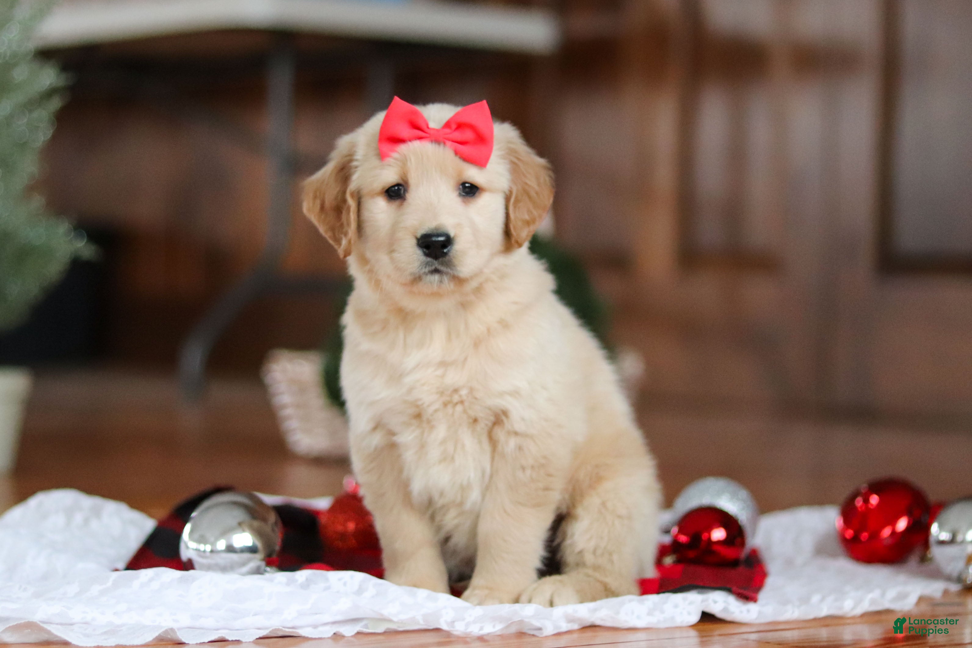 Golden Retriever dogs Honey - Ad 29