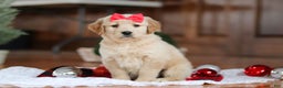 Golden Retriever dogs for sale: Honey - Ad 1